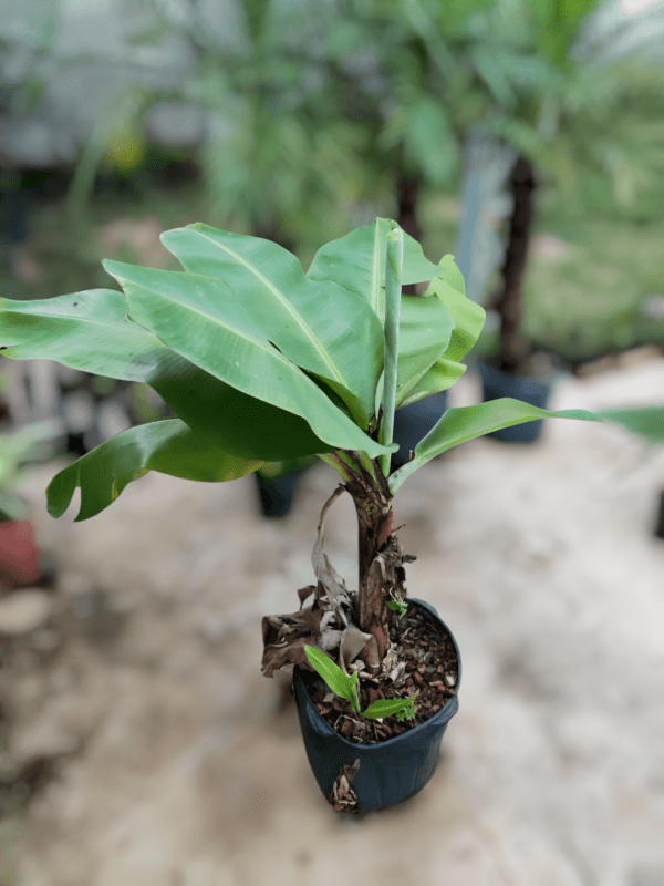 Mini Bananeira