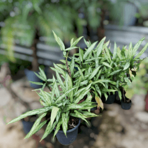 AGLAONEMA CAFÉ DE SALÃO