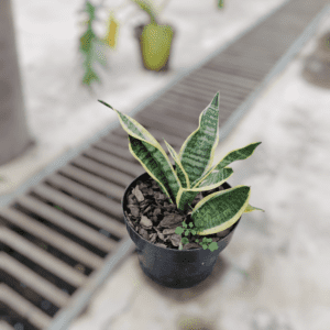 Espada de Santa Barbara