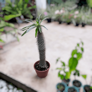 Palmeira-Cacto de Madagascar (Pachypodium lamerei)
