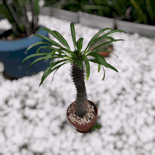 Cacto de Madagascar