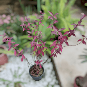 Penicilina (Alternanthera brasiliana)