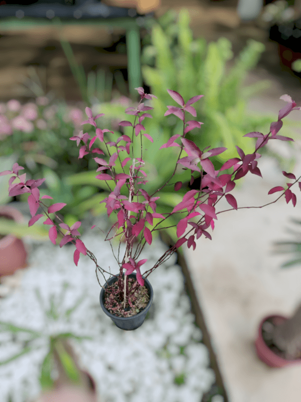Penicilina (Alternanthera brasiliana)