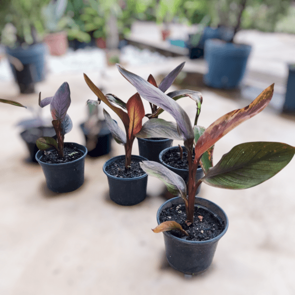 Cana-da-índia (Canna indica) - Image 4
