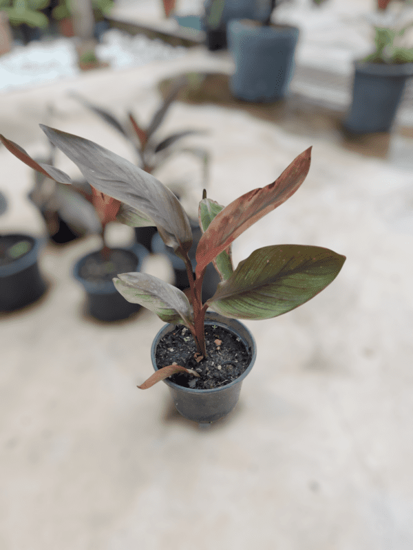 Cana-da-índia (Canna indica) - Image 3