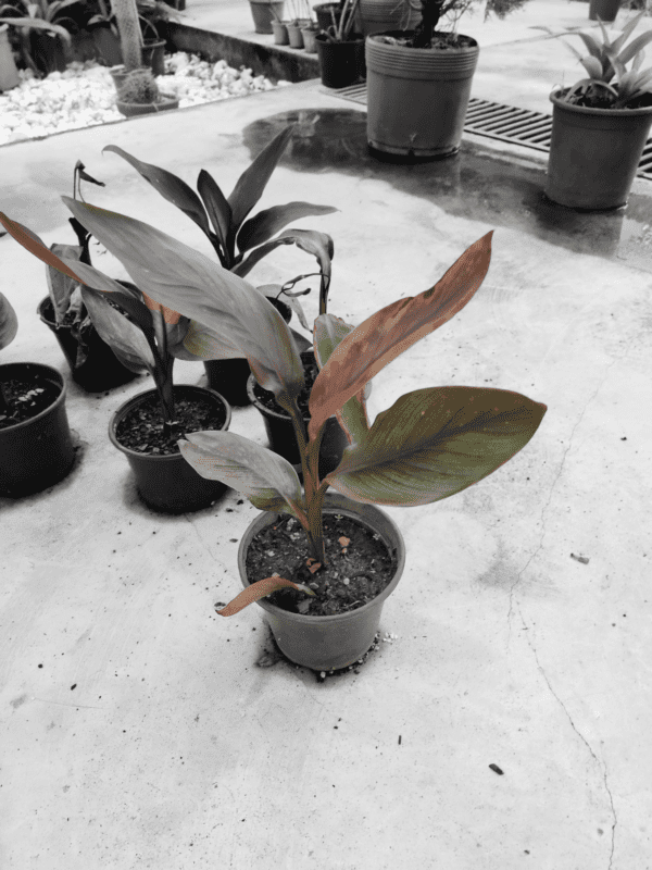 Cana-da-índia (Canna indica) - Image 2