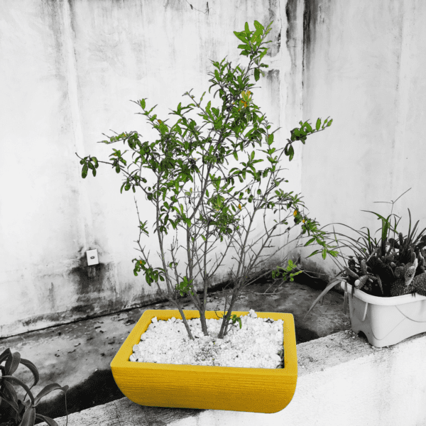 Romã Bonsai
