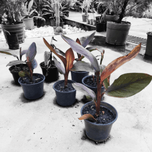 Cana-da-índia (Canna indica)