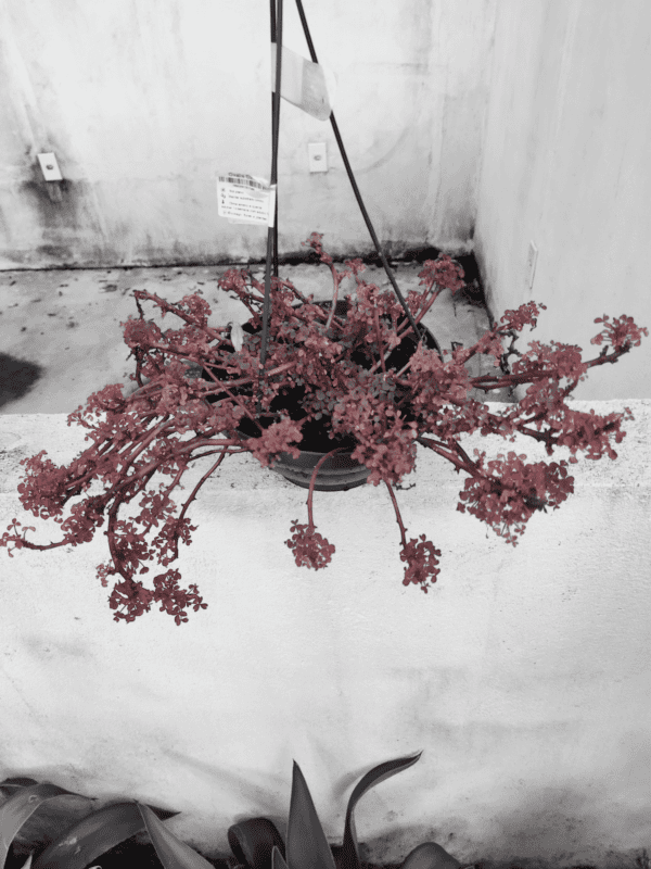 Planta Suculenta Sedum Spurium Voodoo - Image 3