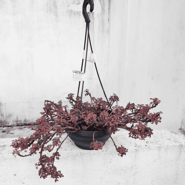 Planta Suculenta Sedum Spurium Voodoo - Image 2