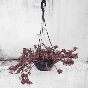 Planta Suculenta Sedum Spurium Voodoo