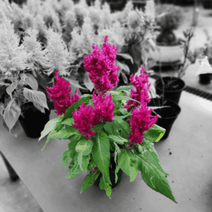 Celosia Plumosa