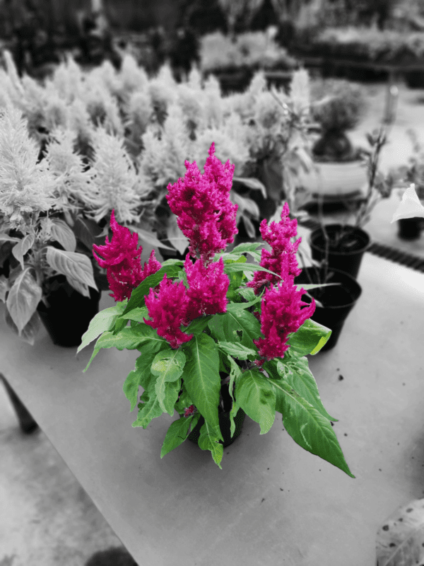 Celosia Plumosa
