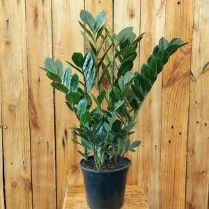 Zamioculca (Zamioculcas zamiifolia)