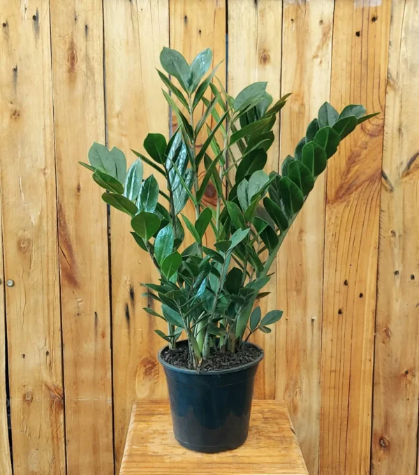 Zamioculca (Zamioculcas zamiifolia)