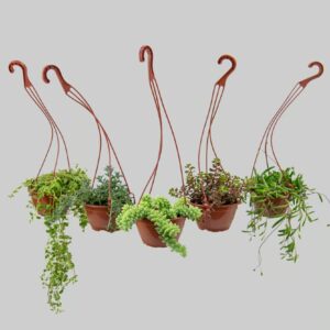 Suculentas Pendentes