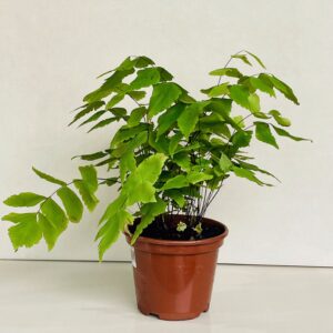 Avenca Macrophyllum. (Avencão, Avenca Gigante)