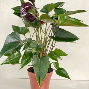 Anturio Black (Anthurium Andraeanum, Cavaleiro Negro)