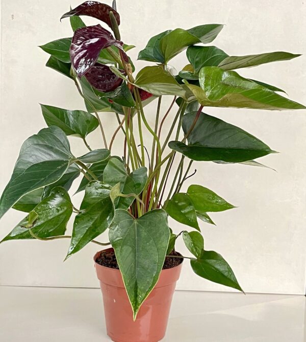 Anturio Black (Anthurium Andraeanum, Cavaleiro Negro)