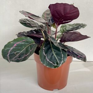 Calathea Rubi Dottie Maranta