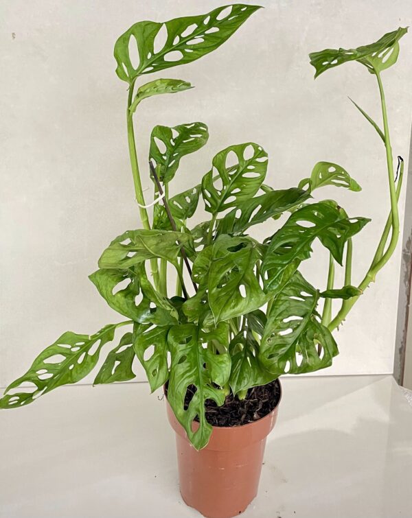 Costela de Eva (Monstera Adansonii)
