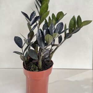 Zamioculca Black