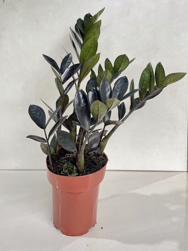 Zamioculca Black