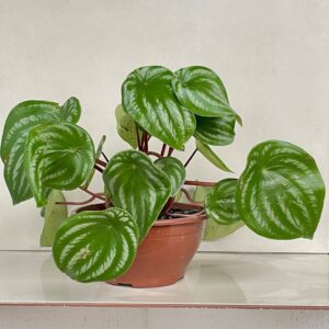 Peperomia Melancia