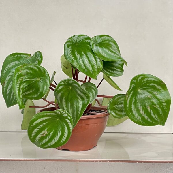 Peperomia Melancia