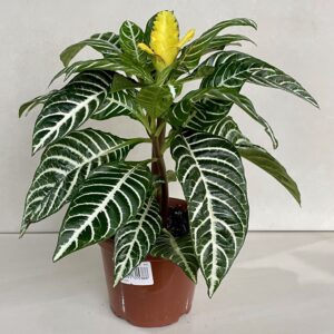 Aphelandra