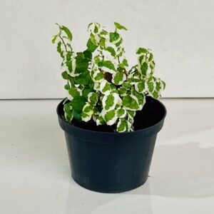 Unha de Gato (Ficus pumila variegata)